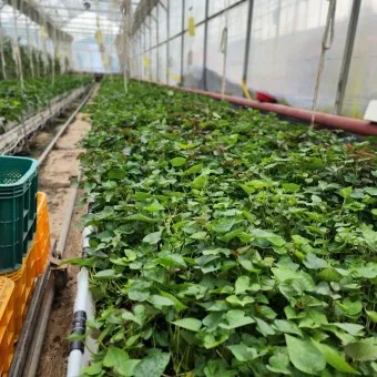 고구마순 볶음 레시피 꿀팁 레시피_7