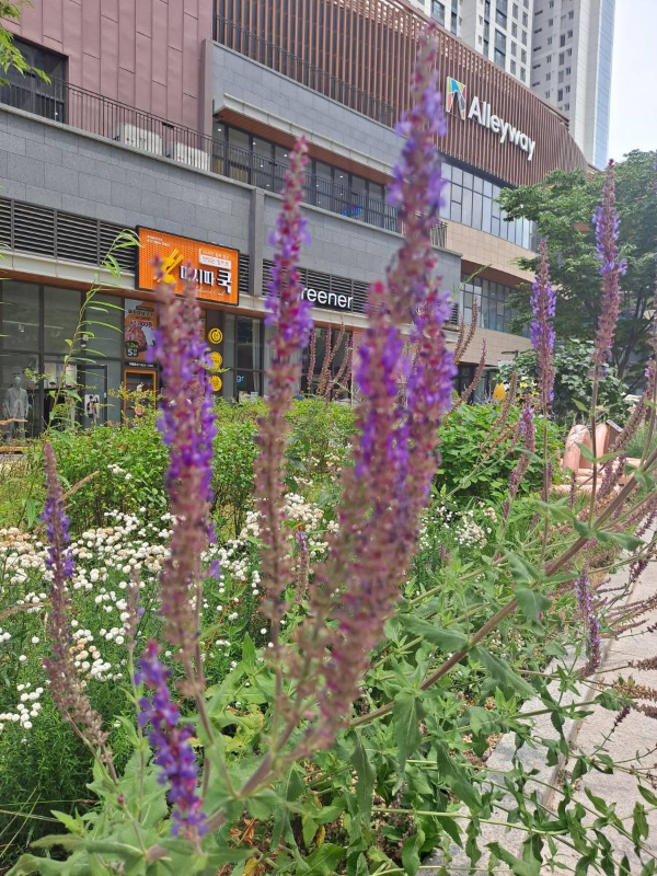 인천앨리웨이 라벤더꽃