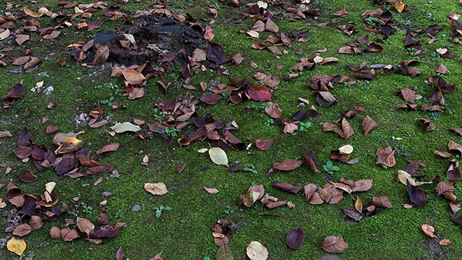 10월-낙엽-이끼-october-autumn