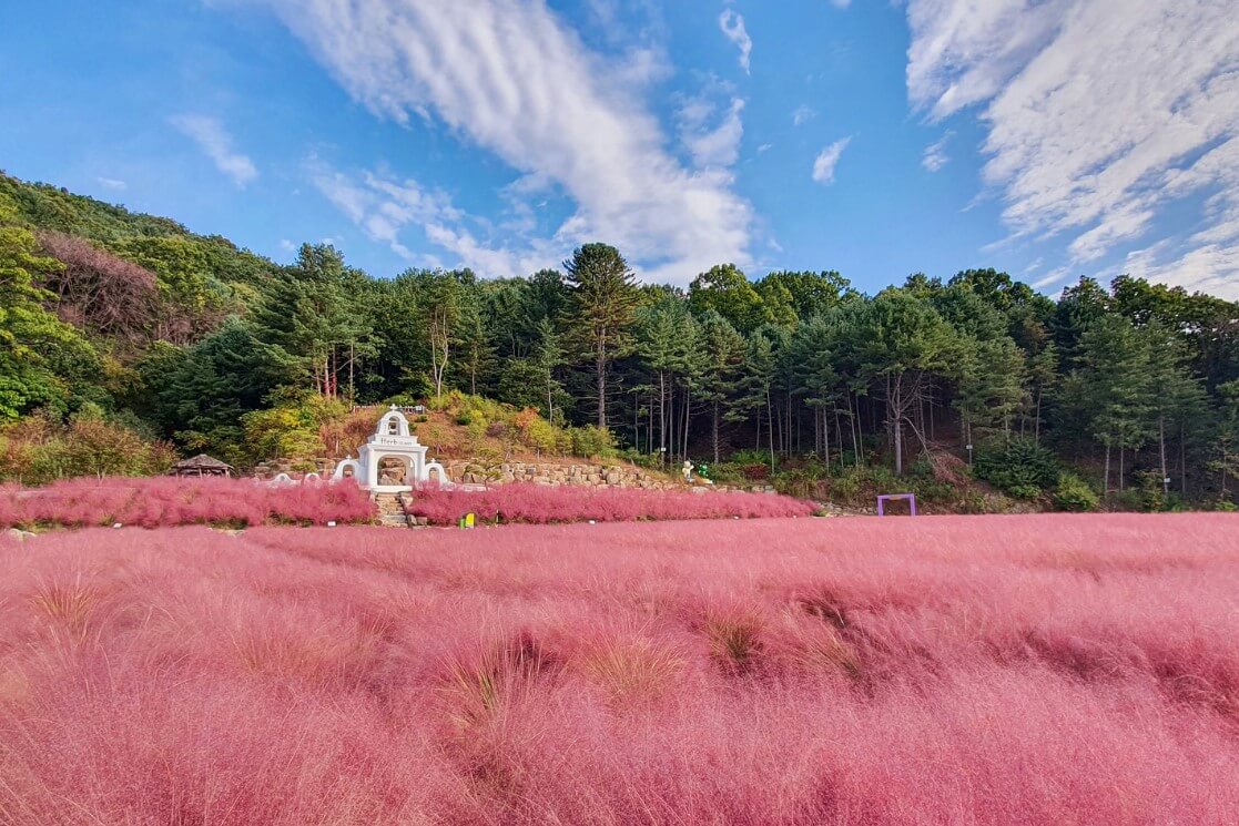 허브 아일랜드 핑크뮬리축제