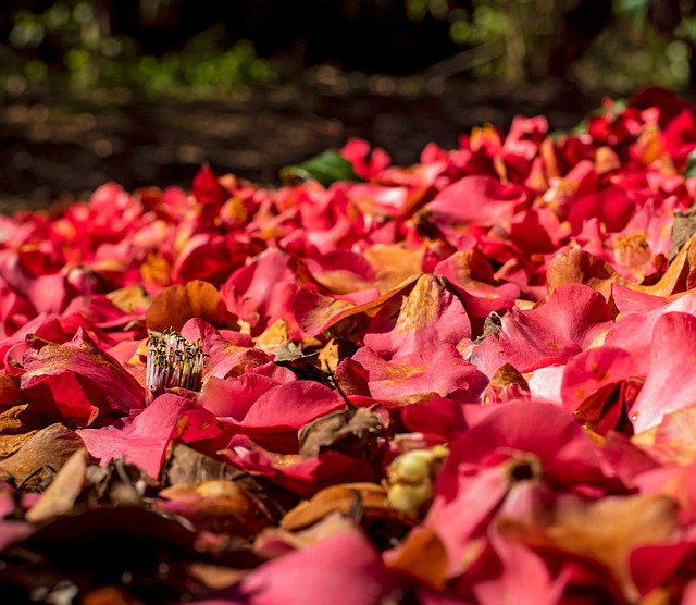 동백꽃 피는 시기 및 꽃말 (+ 제주도 명소)