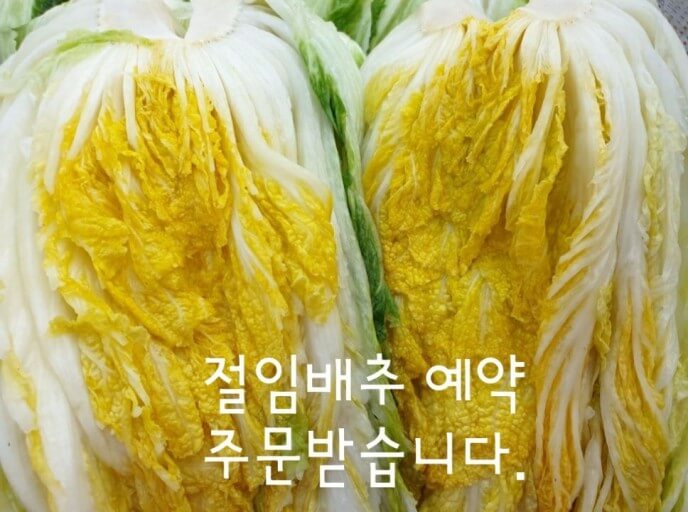 절임배추 인기