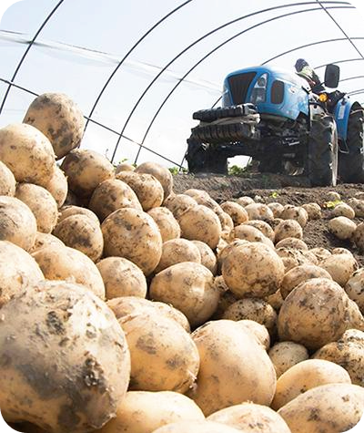 감자-심는-시기