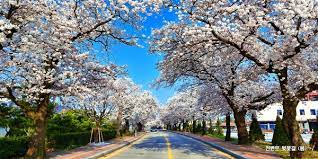 2024 정읍 벚꽃 축제 기본일정과 프로그램 내용 소개