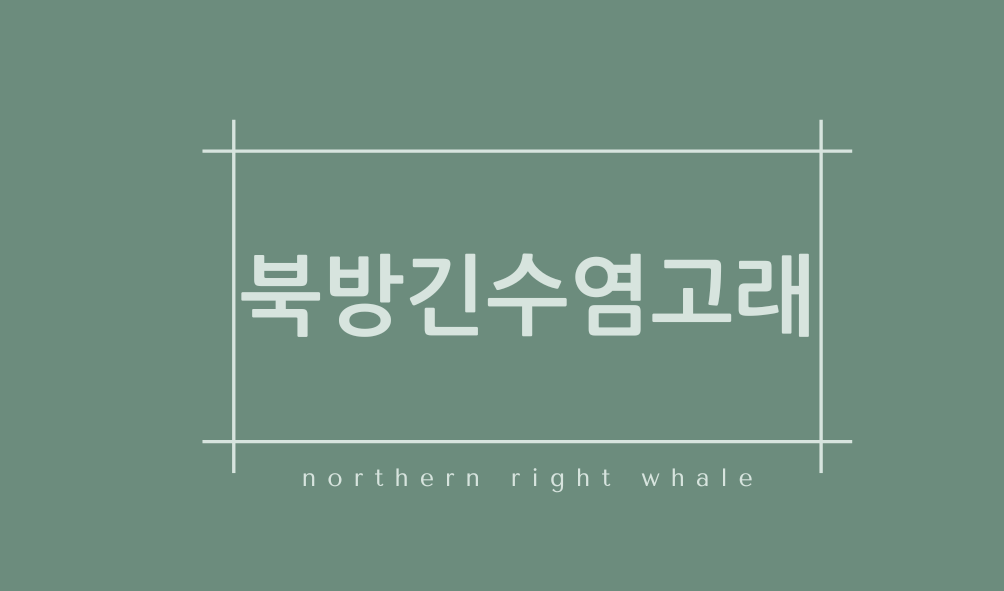 북방긴수염고래(northern right whale)
