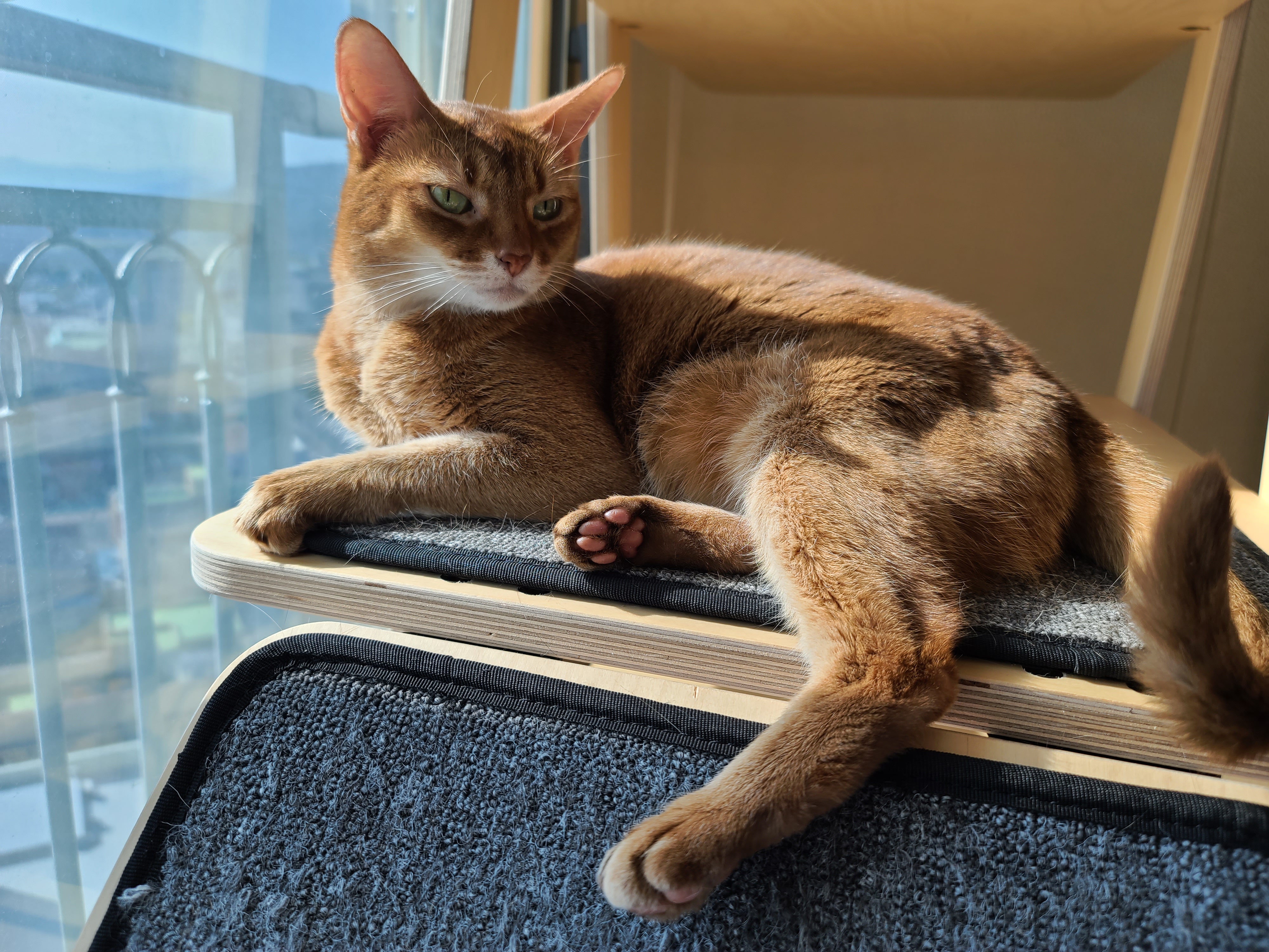 아비시니안 집지키는 고양이