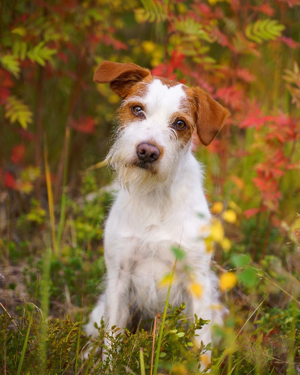 숲이 우거진 곳에 흰색 털과 밝은 갈색 반점이 있는 개가 앉아있습니다.