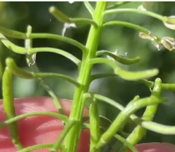 물냉이 사진 모음