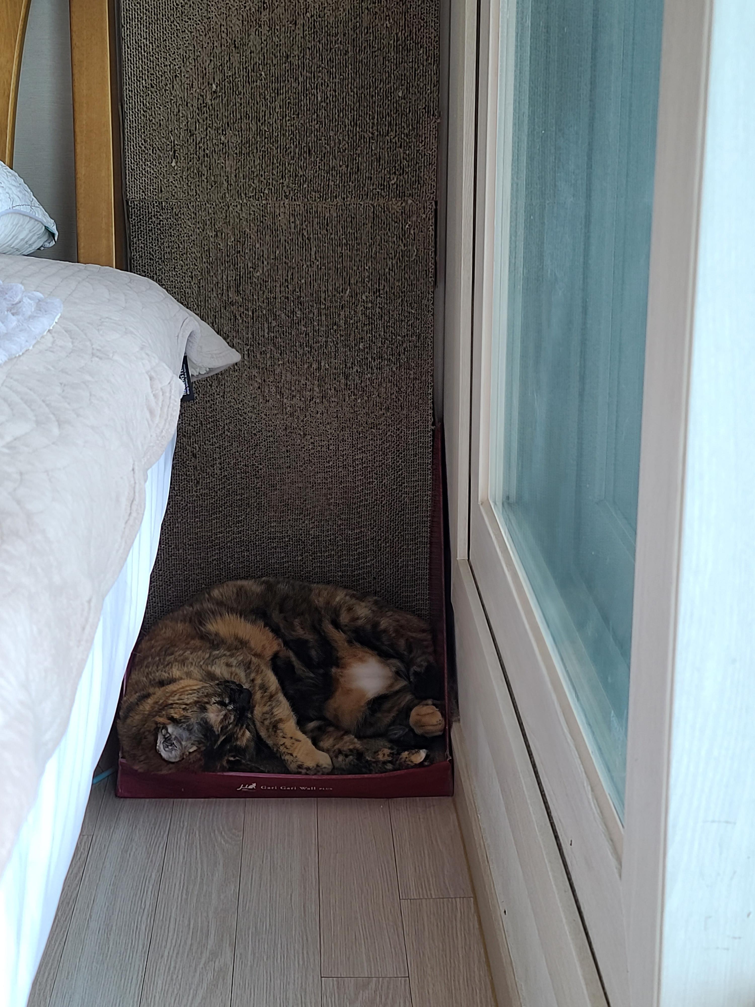 나는야 9마리 껌딱지랑 함께 사는 집사 (feat.블랙푸들 연탄이)