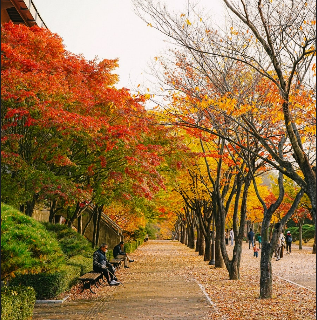 마로니에길