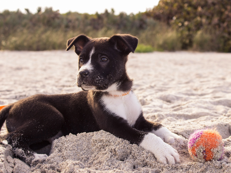 모래밭위에서 공을 가지고 있는 강아지
