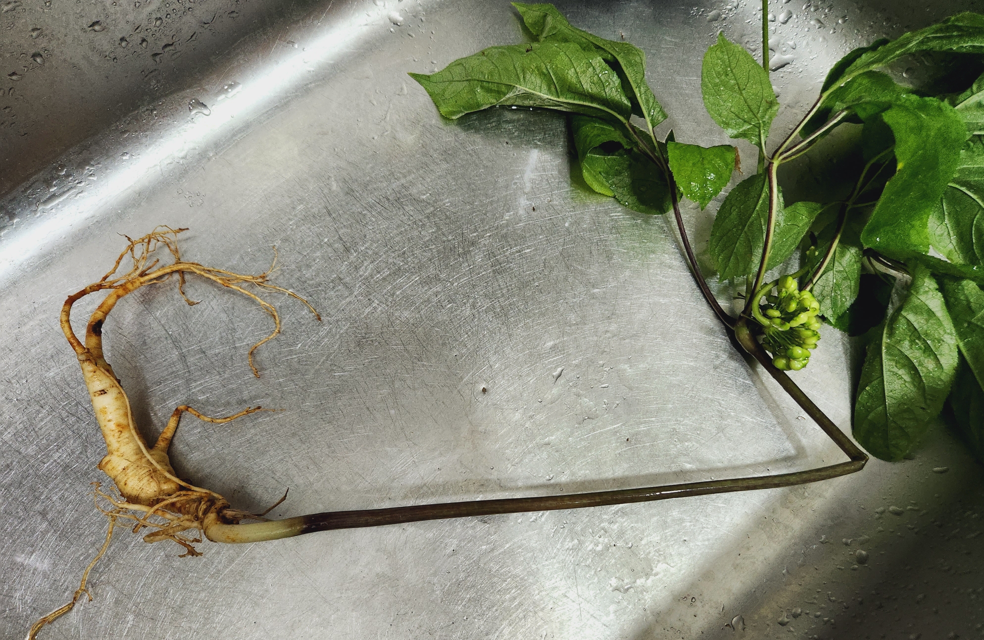 산양삼 먹는방법 효능 장뇌삼 차이는?