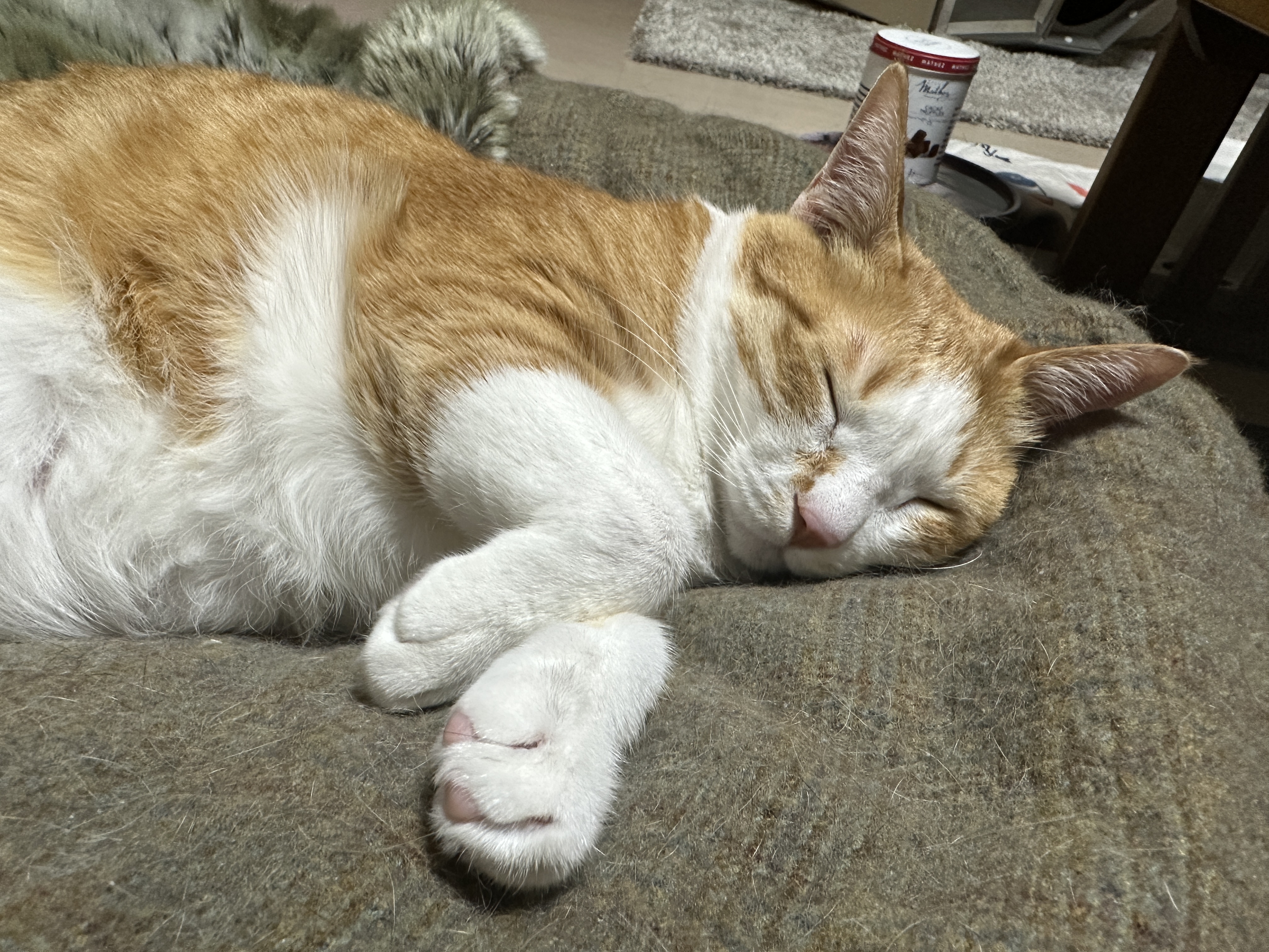 터래기방석 위치를 옮겼더니 고양이들이.. (feat. 방석에 폭 안겨 자는 치즈냥이 호야와 삼색이 다다)
