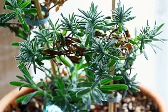 화분 잎마름 원인 햇빛부족 건조 과습 진단 맞춤 처방 가이드_7