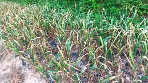 마늘재배법-마늘-수확시기-수확적기-수확기