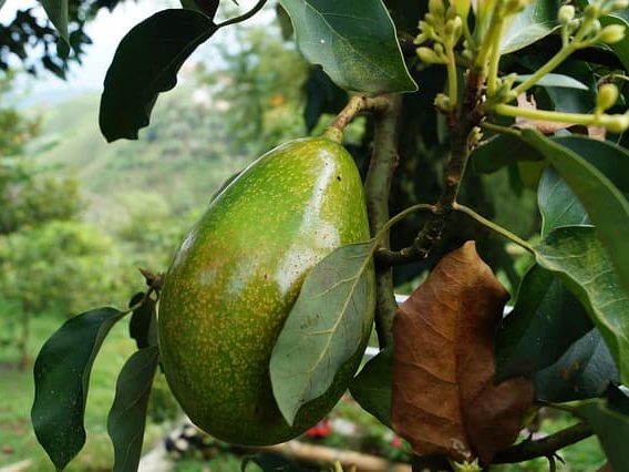 마보카도 오일 원산지 확인