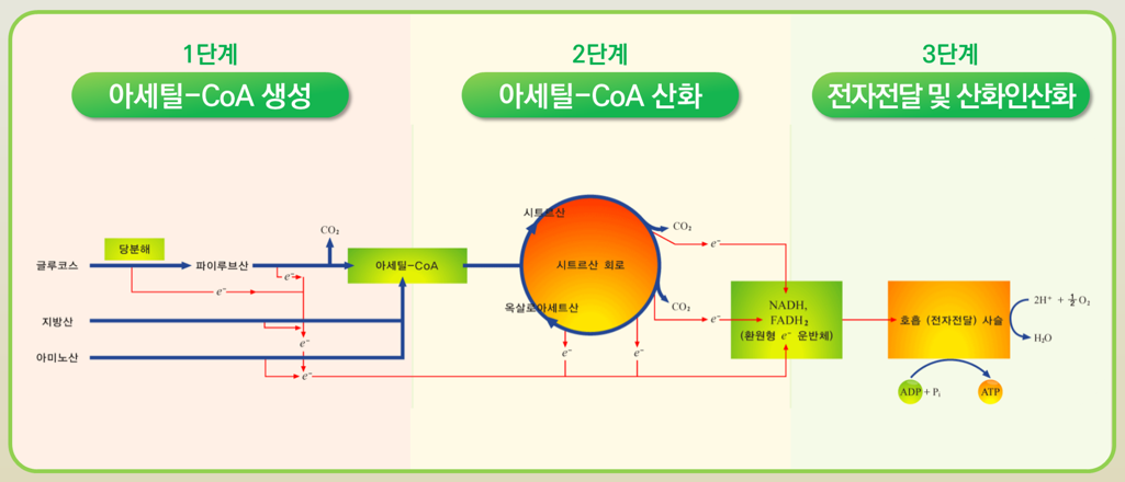 코큐텐 영양소의 대사 과정