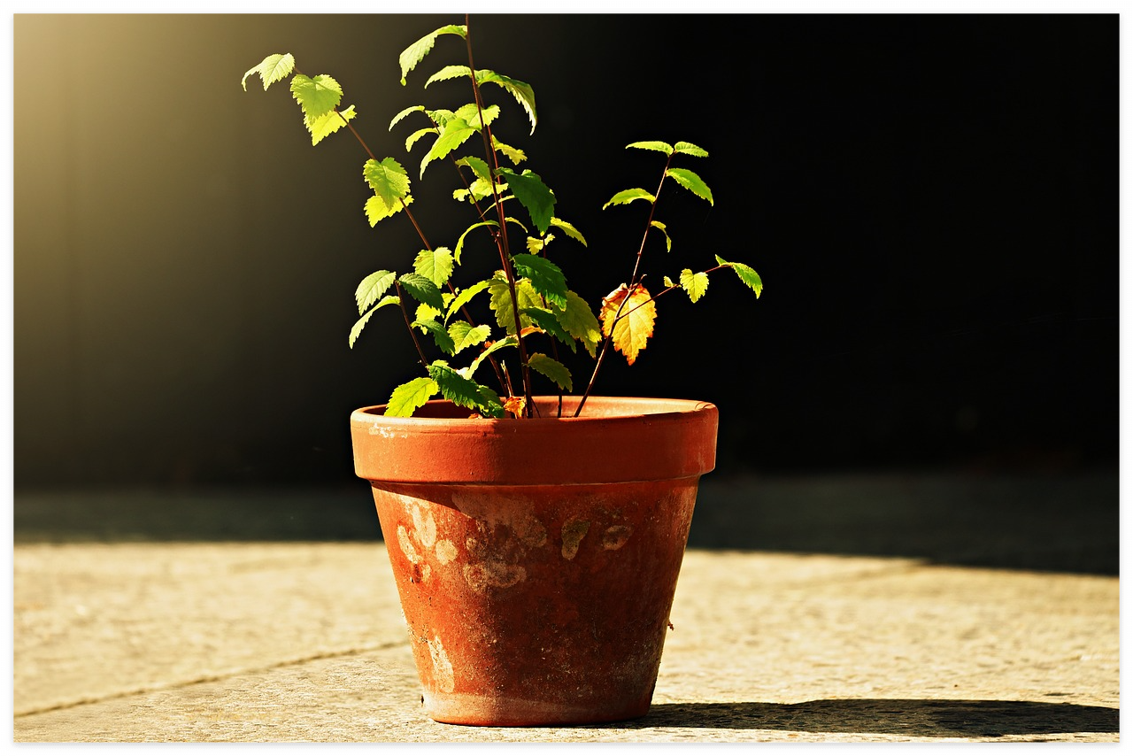 반려 동물 유골 보관