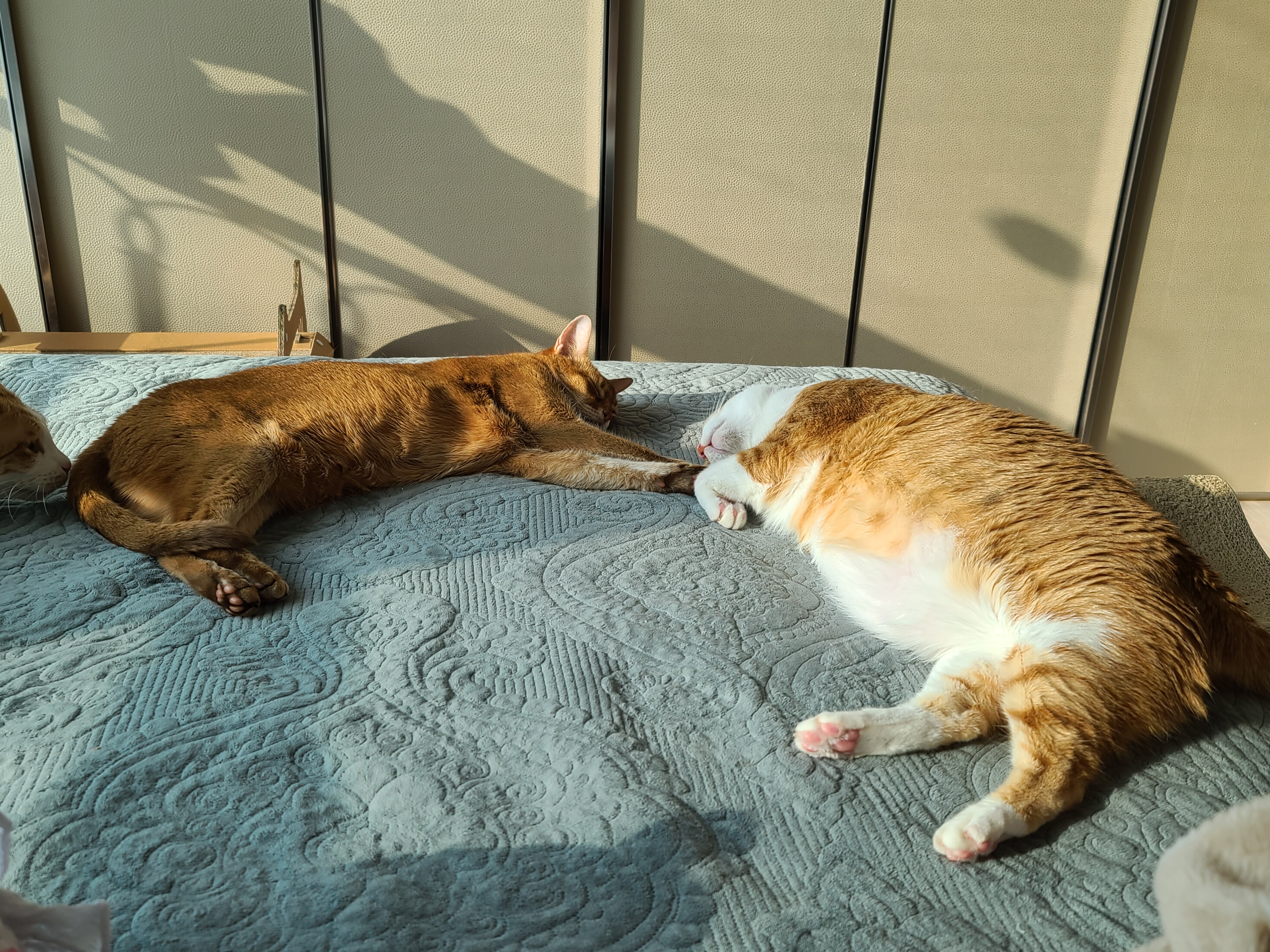 아비시니안 루나와 치즈냥이 호야의 동침