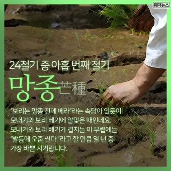 망종 절기 망종의 뜻 전통음식 매실청 담그기_2
