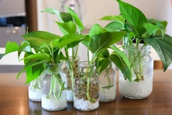 물에서 키우는 실내 식물 추천_5