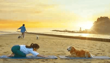 태안으로-떠나는-댕댕버스