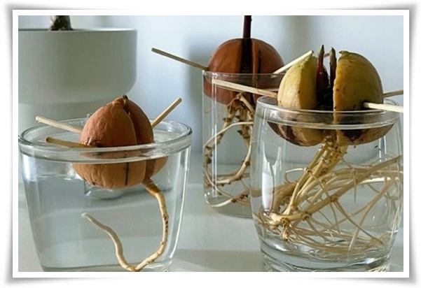 정원 "아보카도 키우기" 씨앗 하나로 나만의 초록 오아시스!