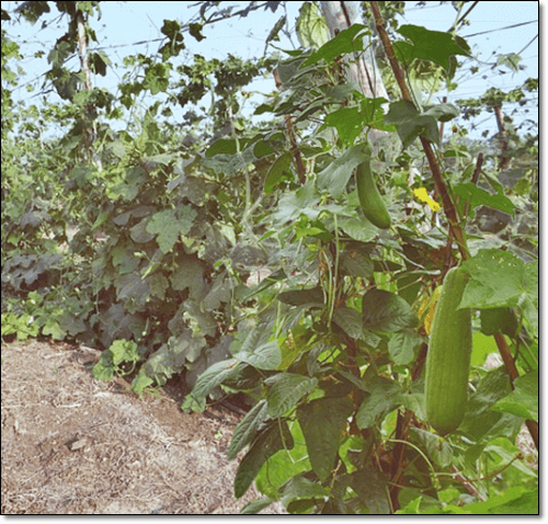 수세미 효능 및 영양 성분 먹는 법과 주의점