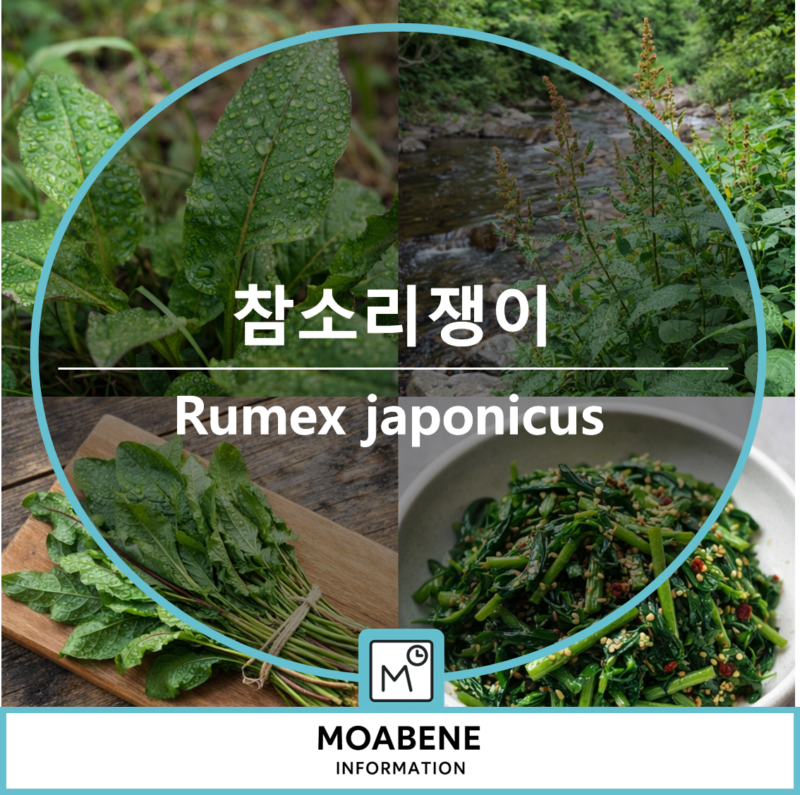 봄철 들나물 참소리쟁이(Rumex japonicus) 제대로 알고 드시는 법
