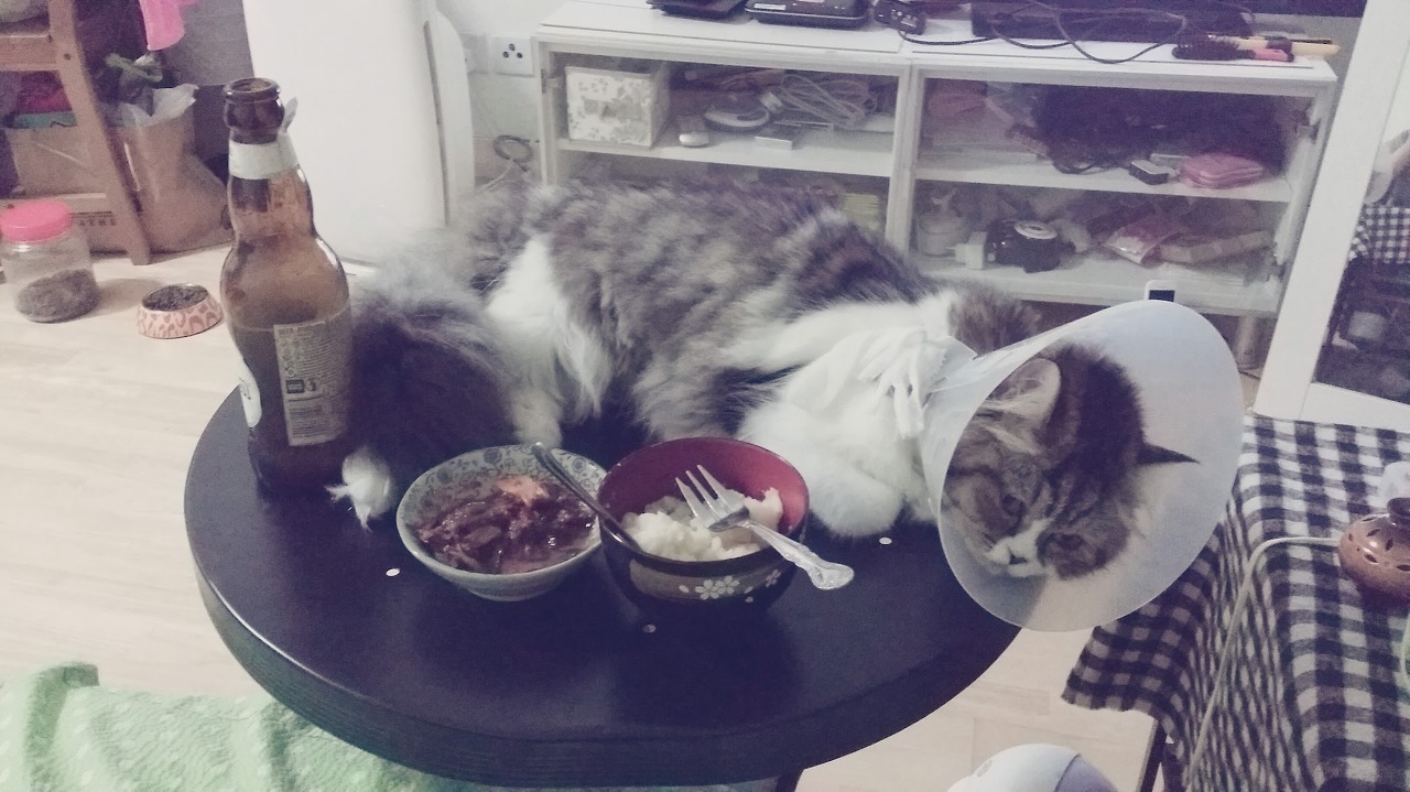 중성화 수술 후 넥카라를 쓰고 밥상위에 누워 있는 로제(페르시안 고양이)