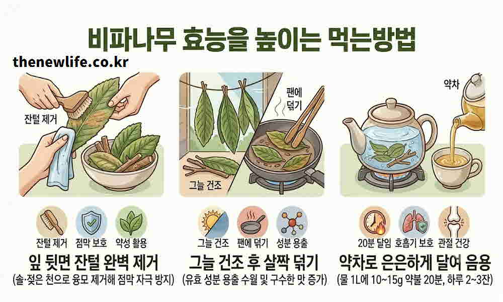 비파나무 효능 먹는방법