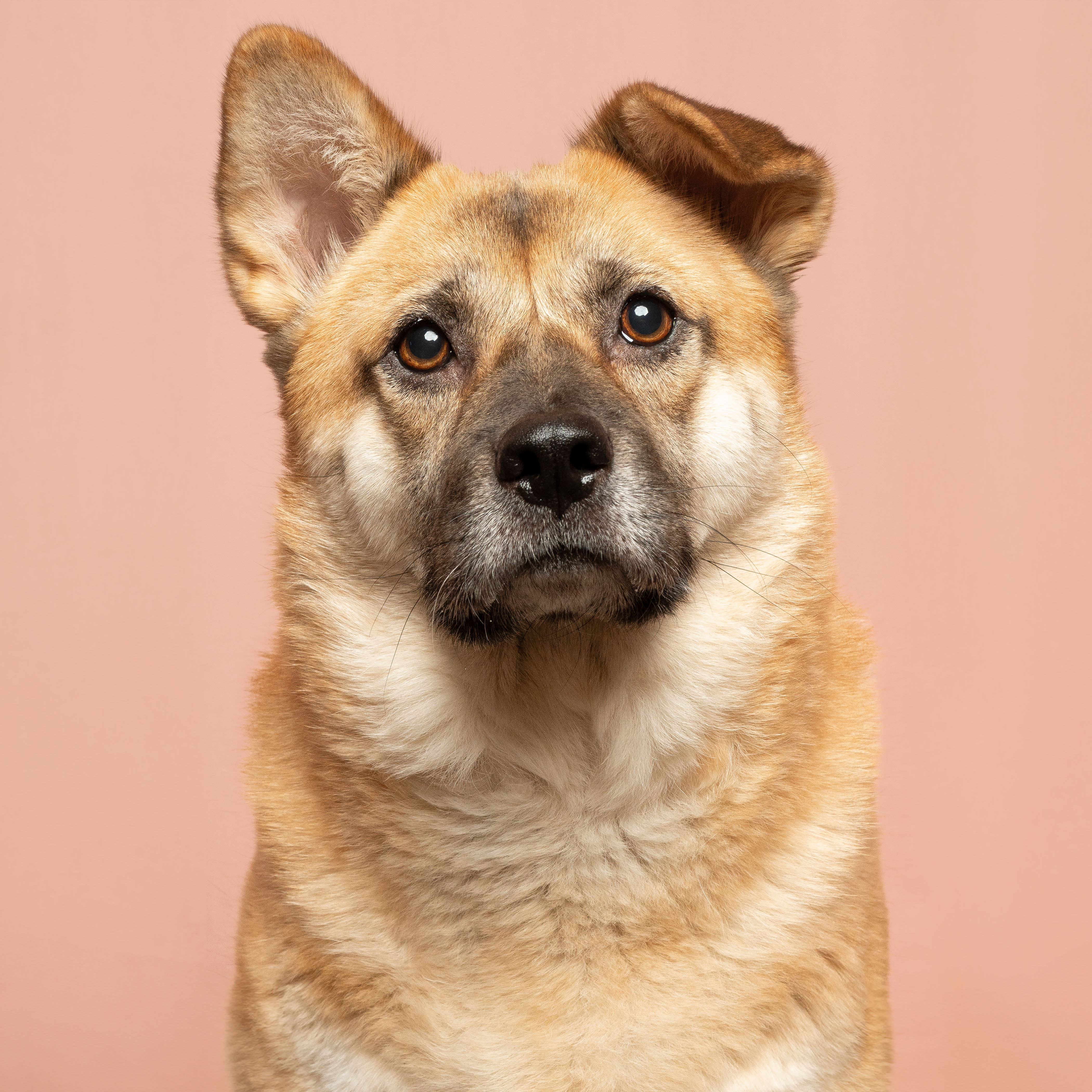 yellow jindo dogs photo with sony sel2860 lens