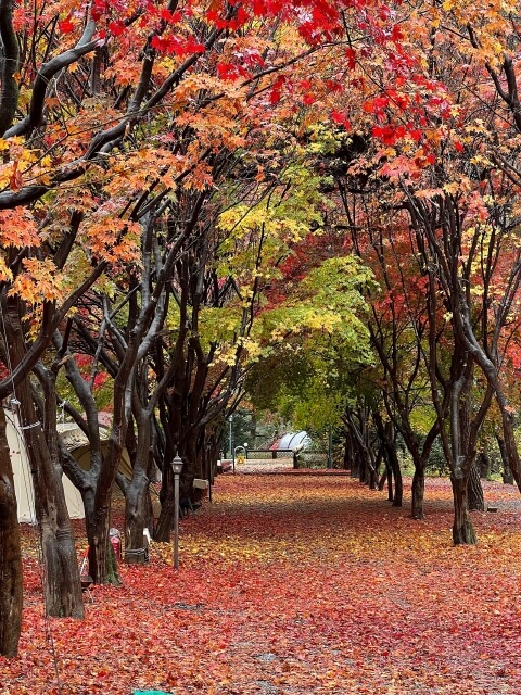 서울 근교 단풍 캠핑 명소 총정리 : 숲속 감성 100% 캠핑장 BEST 5_가평 두레캠핑장