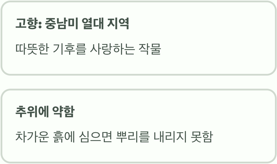 고구마는 '열대'에서 온 공주님