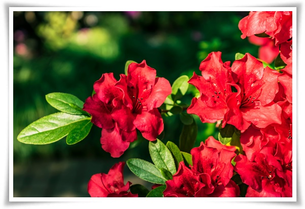 "진달래꽃" 나보기가 역겨워 가실 때에는 ... 봄을 알리는 분홍빛 향연!