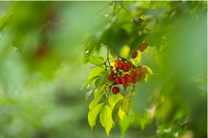 구례 산수유축제기간