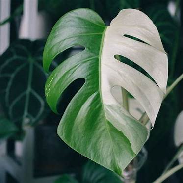 흰 부분이 큰 알보 몬스테라 잎 클로즈업