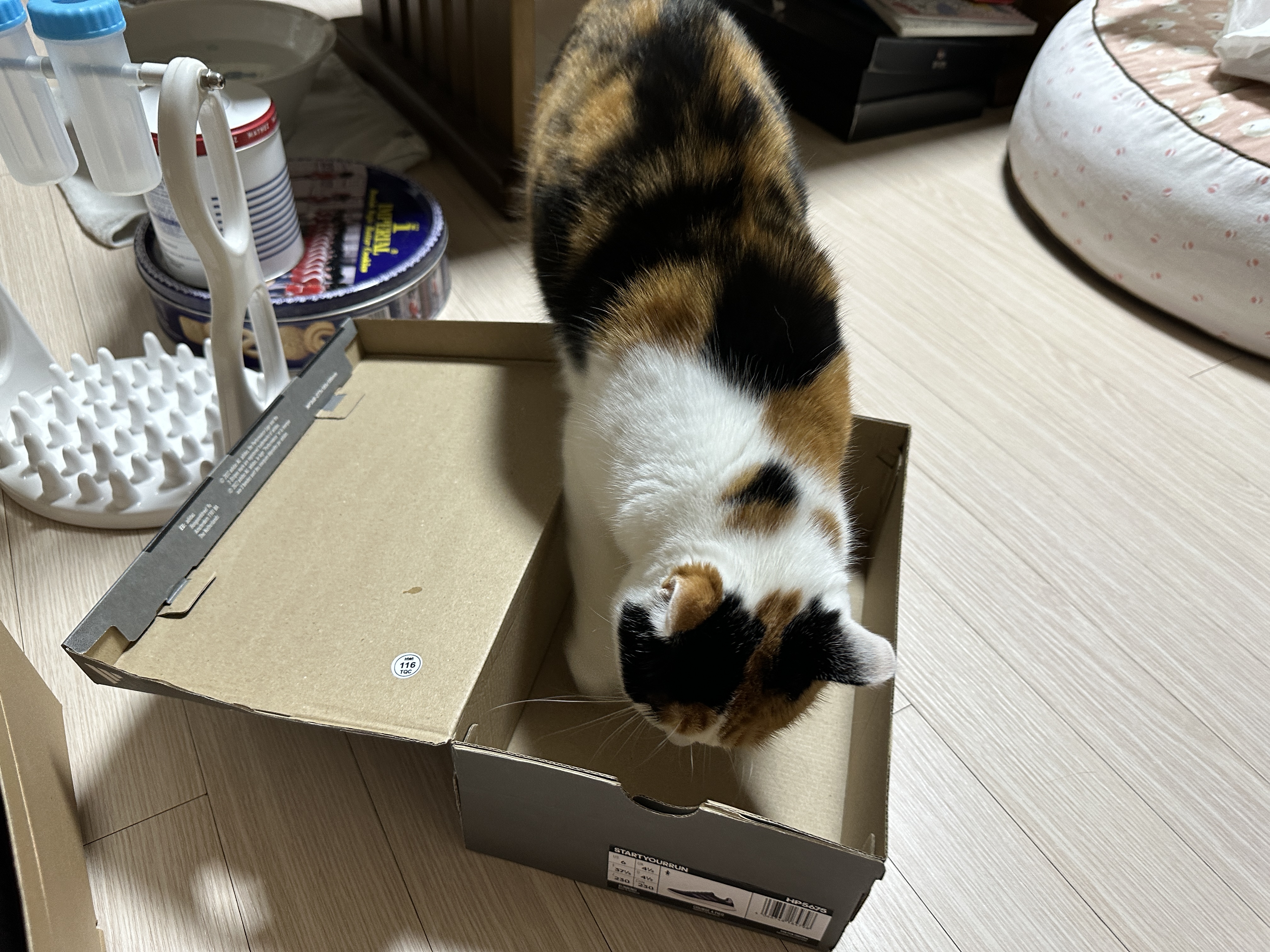 나이키-vs-아디다스!-건이의-선택을-받은-박스는?!-(feat.-막둥이,-호야,-요미)