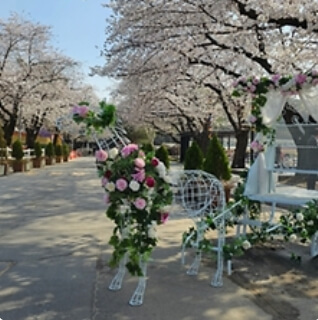 여주흥천남한강 벚꽃 페스티벌