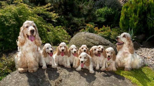 코카스파니엘(Cocker Spaniel) 이미지