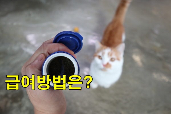 고양이이빨관리