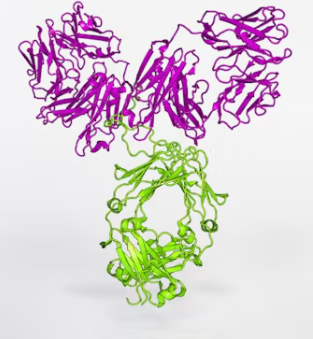 전립선 비대증 증상 치료 수술비용