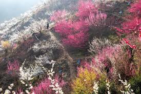 3월 국내 축제 일정