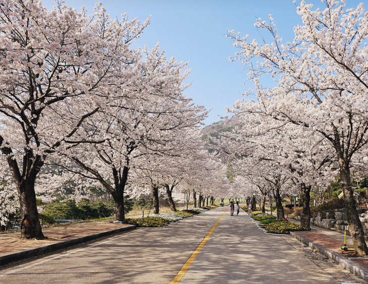 고창벚꽃축제