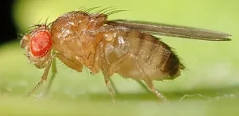 초파리 없애는 방법 효과 만점 초파리 트랩 만들기_9