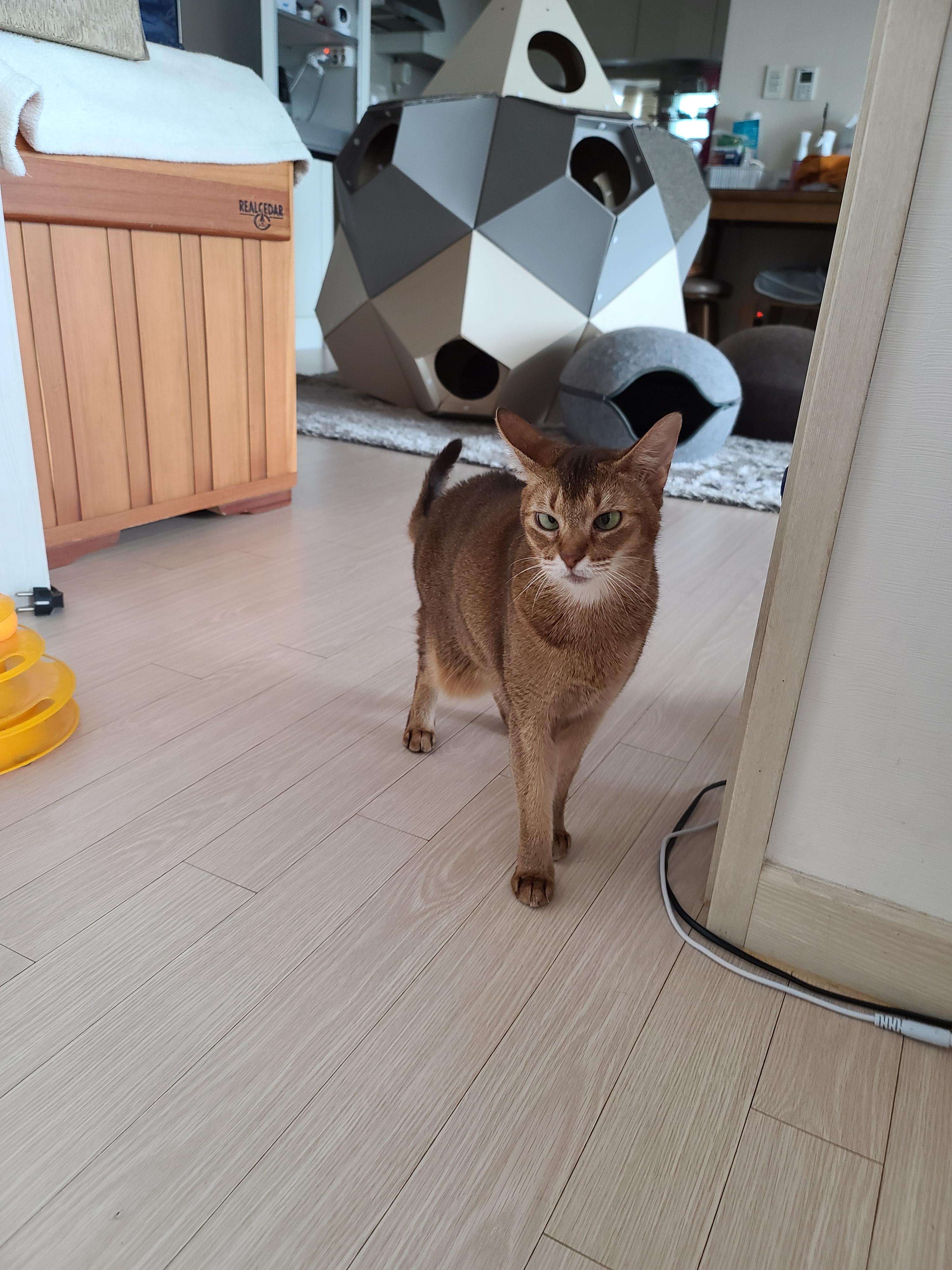 신고식 안한 신입 드라이기 혼쭐내는 용감한 아비시니안고양이 루디.