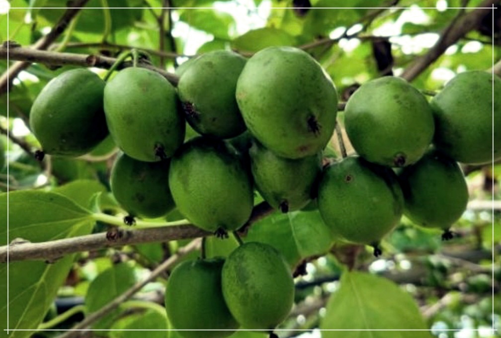 개다래: 특성, 효능, 재배 및 활용 방법