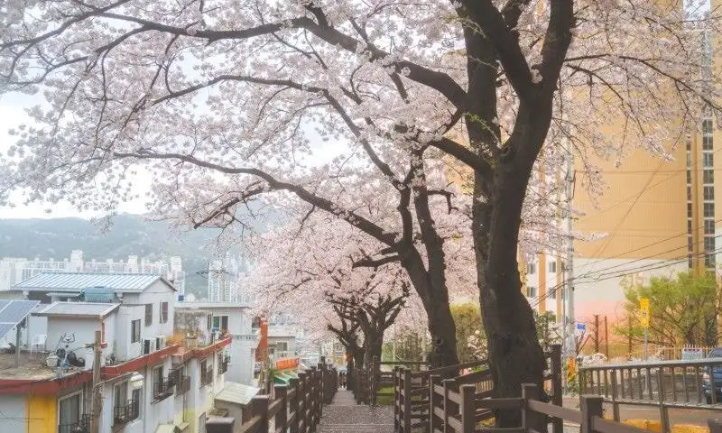 개금 벚꽃문화길 사진