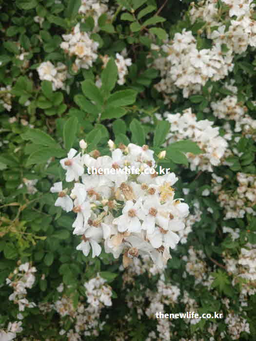 찔레꽃 효능 노화 방지 퀘르세틴