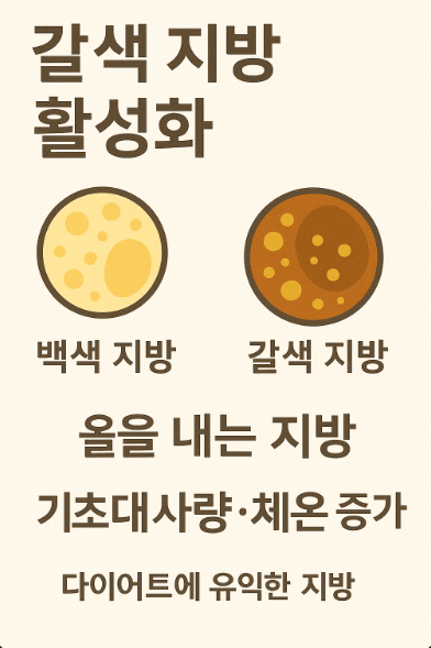 백색 지방 vs 갈색 지방